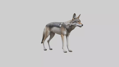 3D model Mexican Wolf VR / AR / low-poly