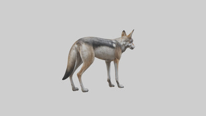 3D model Mexican Wolf VR / AR / low-poly