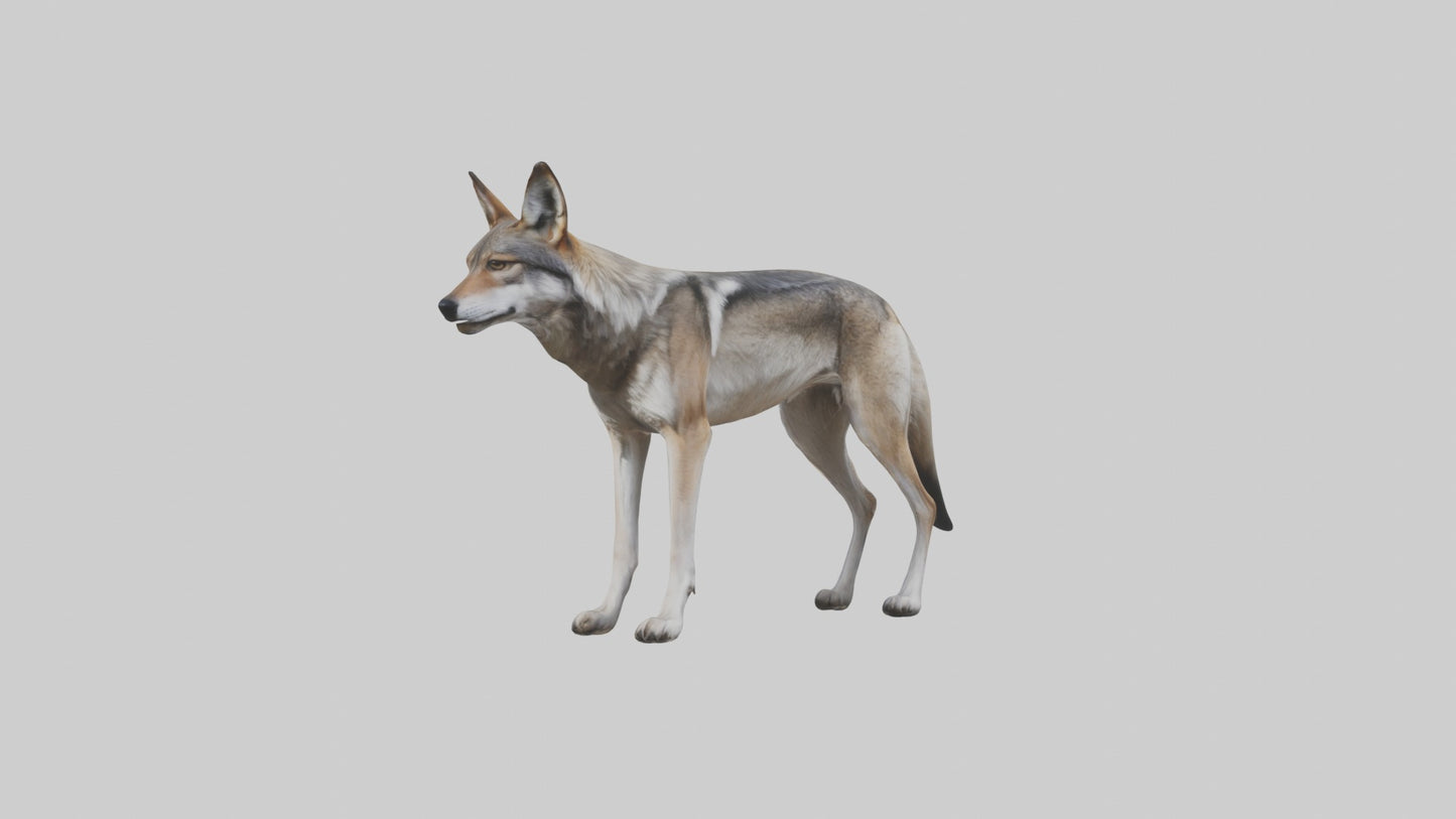 3D model Mexican Wolf VR / AR / low-poly