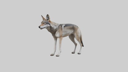 3D model Mexican Wolf VR / AR / low-poly