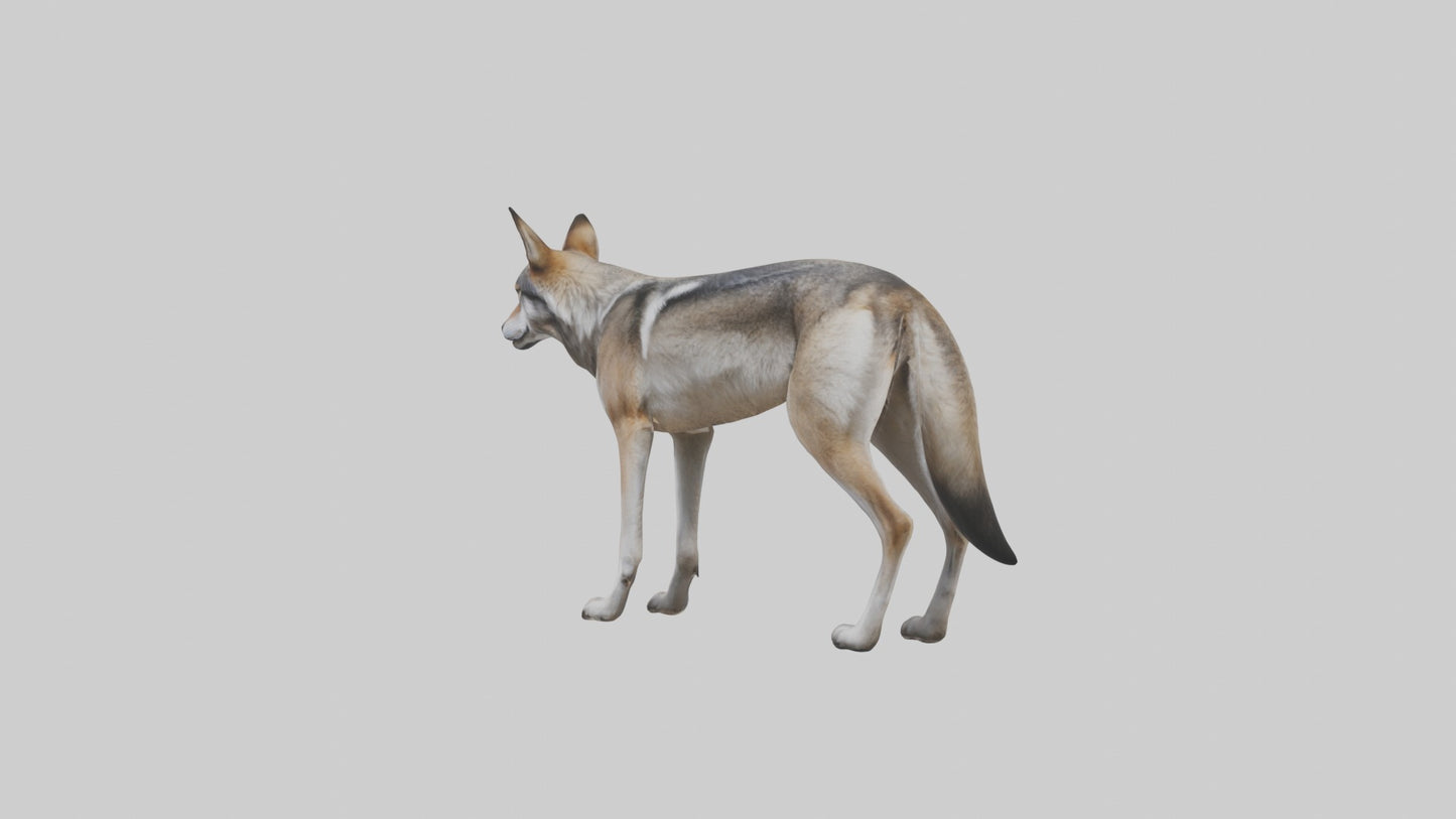 3D model Mexican Wolf VR / AR / low-poly