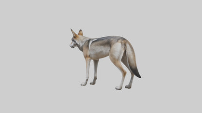 3D model Mexican Wolf VR / AR / low-poly