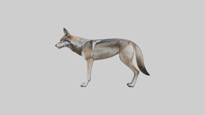 3D model Mexican Wolf VR / AR / low-poly