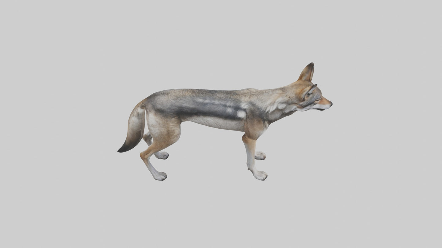 3D model Mexican Wolf VR / AR / low-poly
