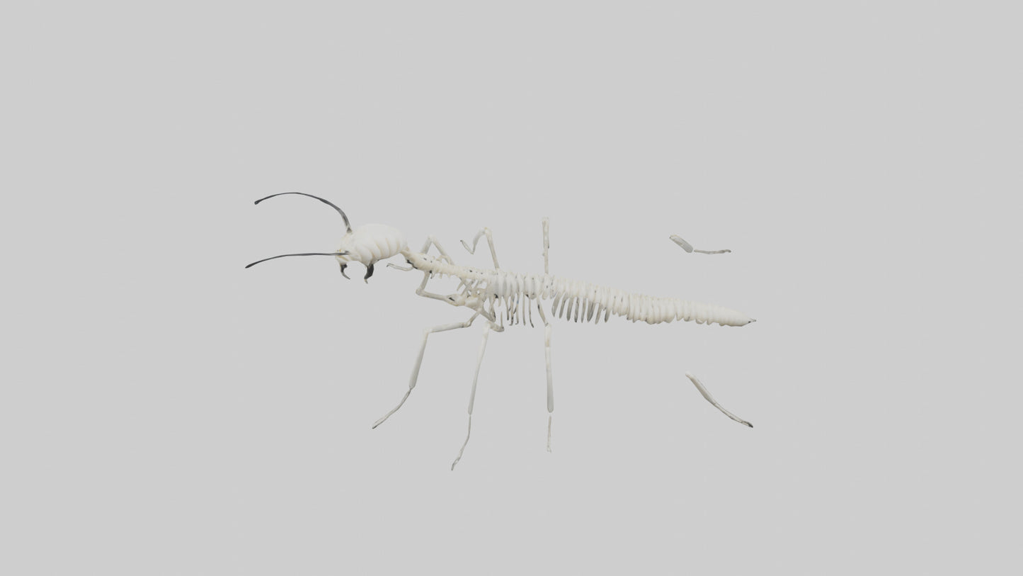 3D model Millipede Skeleton model VR / AR / low-poly