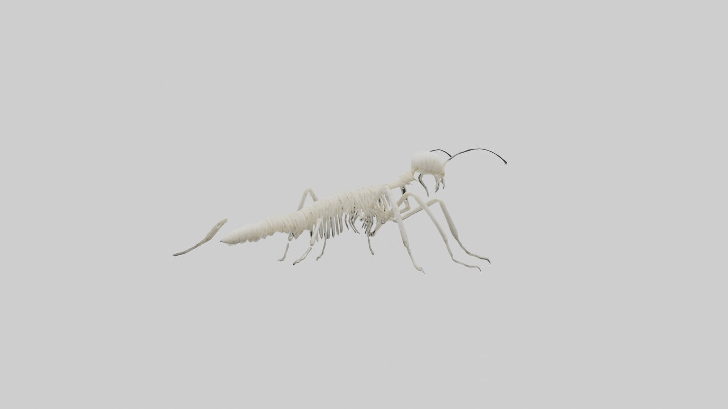 3D model Millipede Skeleton model VR / AR / low-poly