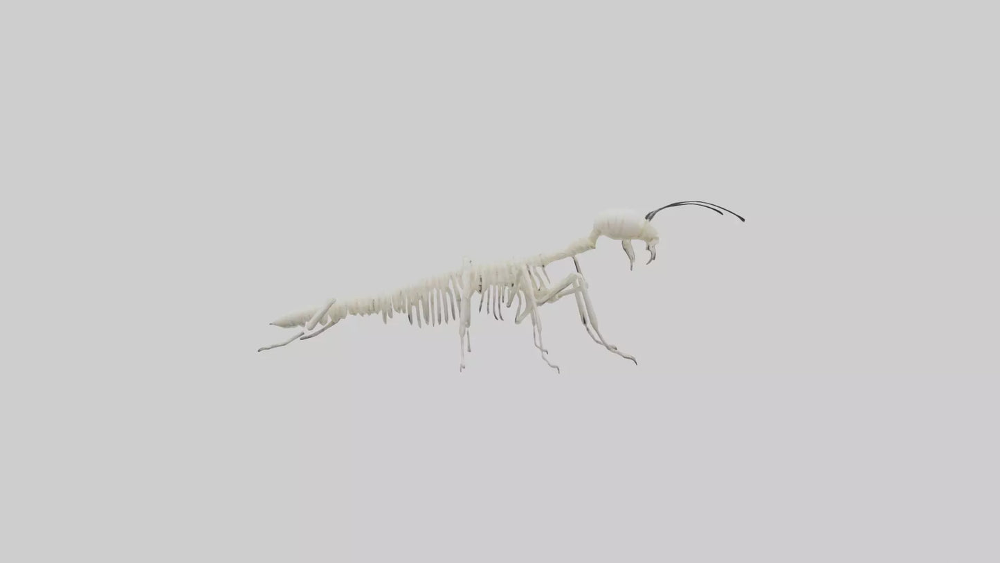 3D model Millipede Skeleton model VR / AR / low-poly