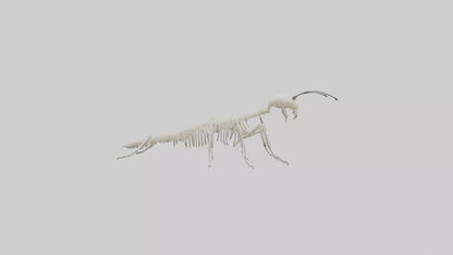 3D model Millipede Skeleton model VR / AR / low-poly