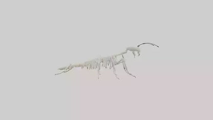 3D model Millipede Skeleton model VR / AR / low-poly