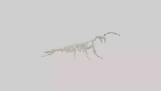 3D model Millipede Skeleton model VR / AR / low-poly