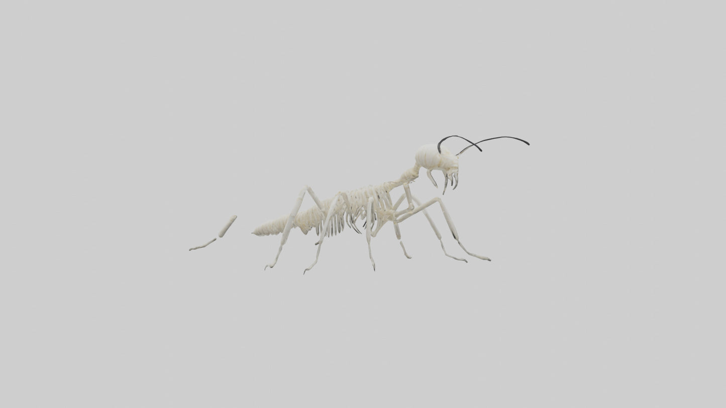 3D model Millipede Skeleton model VR / AR / low-poly