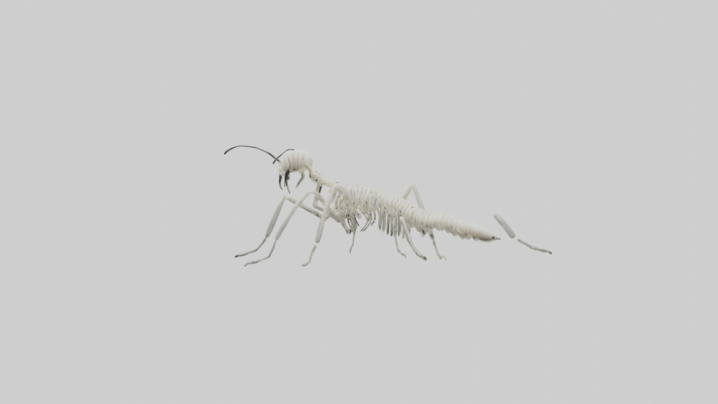 3D model Millipede Skeleton model VR / AR / low-poly