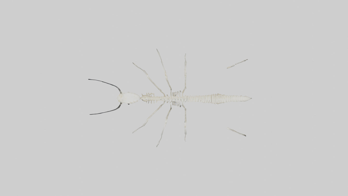 3D model Millipede Skeleton model VR / AR / low-poly