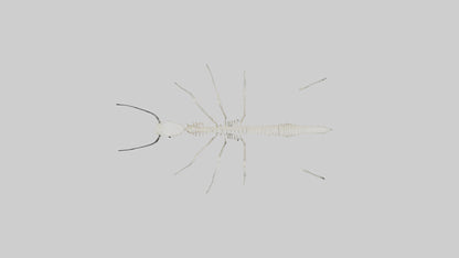 3D model Millipede Skeleton model VR / AR / low-poly