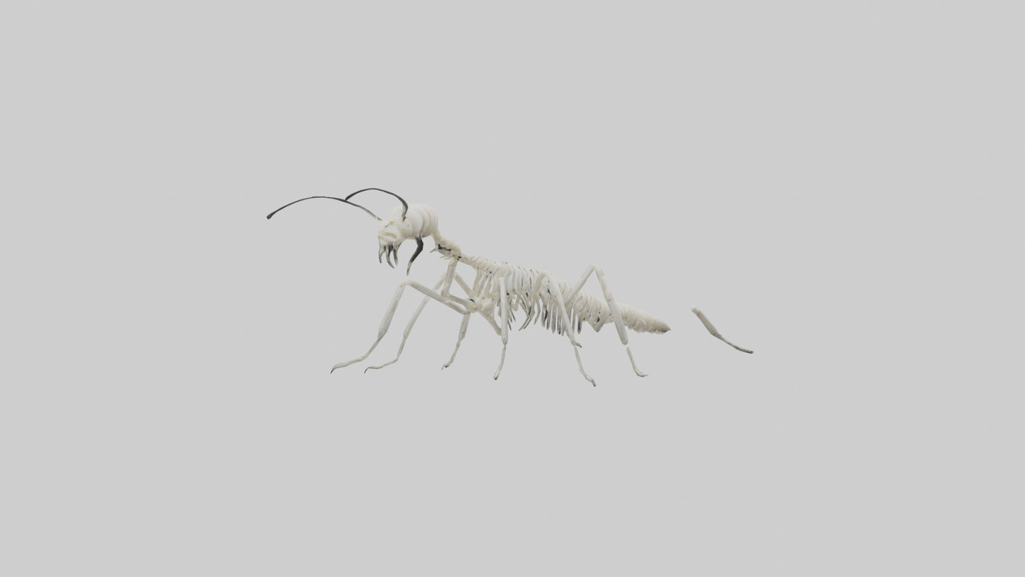 3D model Millipede Skeleton model VR / AR / low-poly