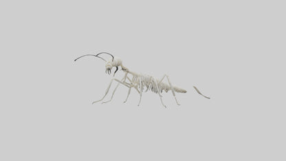 3D model Millipede Skeleton model VR / AR / low-poly