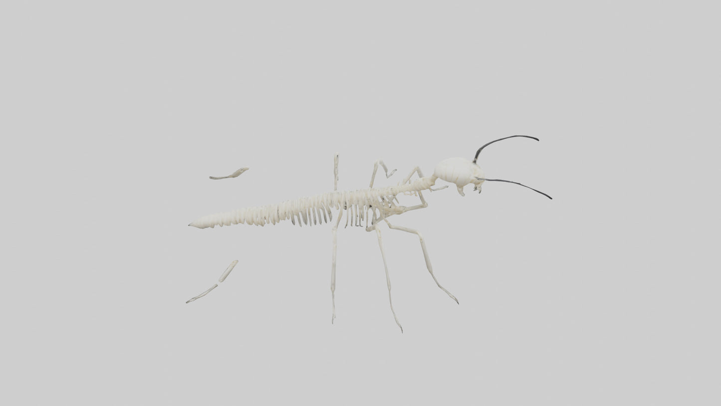 3D model Millipede Skeleton model VR / AR / low-poly