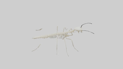 3D model Millipede Skeleton model VR / AR / low-poly