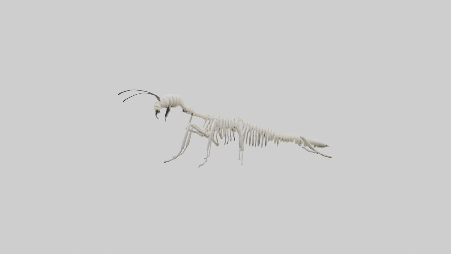 3D model Millipede Skeleton model VR / AR / low-poly