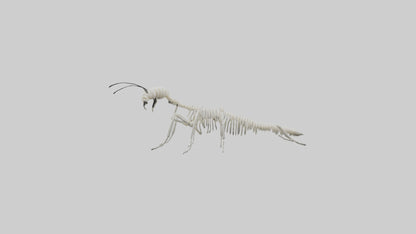 3D model Millipede Skeleton model VR / AR / low-poly