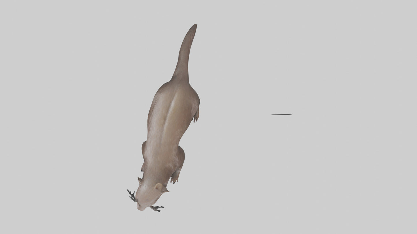 Mink swimming model 3D model