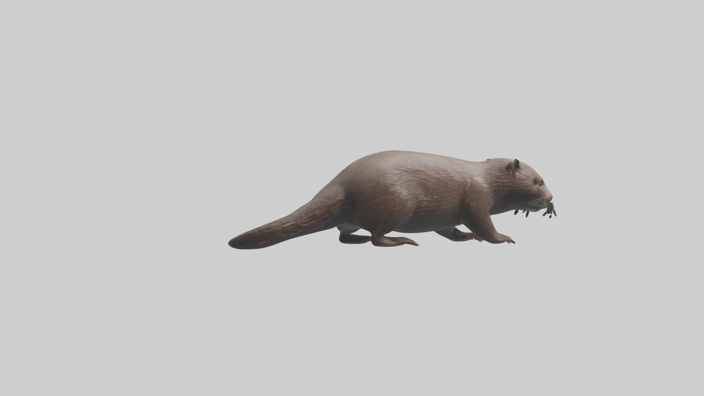 Mink swimming model 3D model