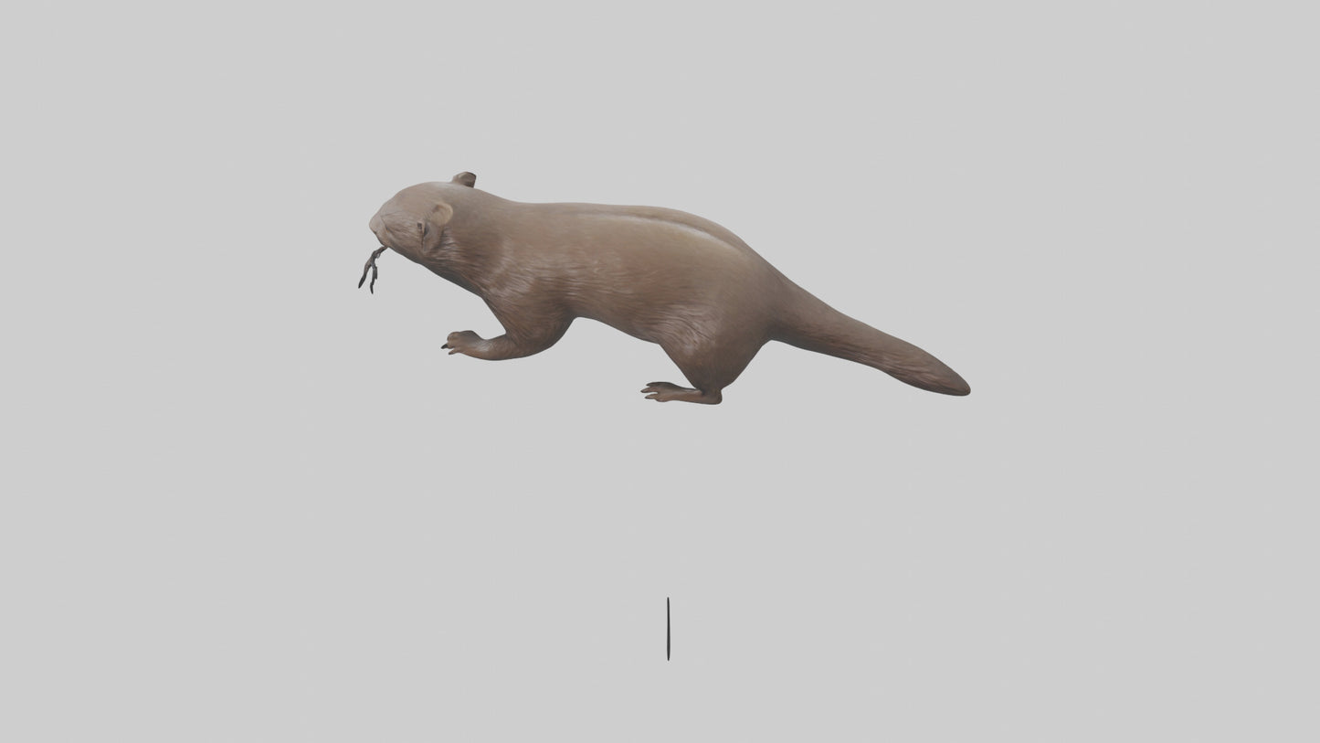 Mink swimming model 3D model