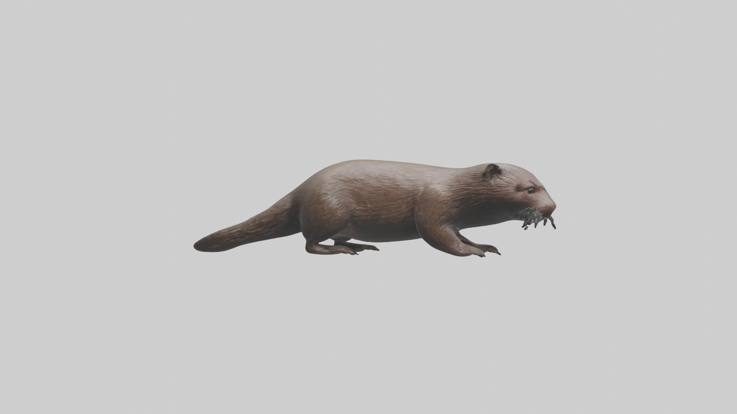 Mink swimming model 3D model