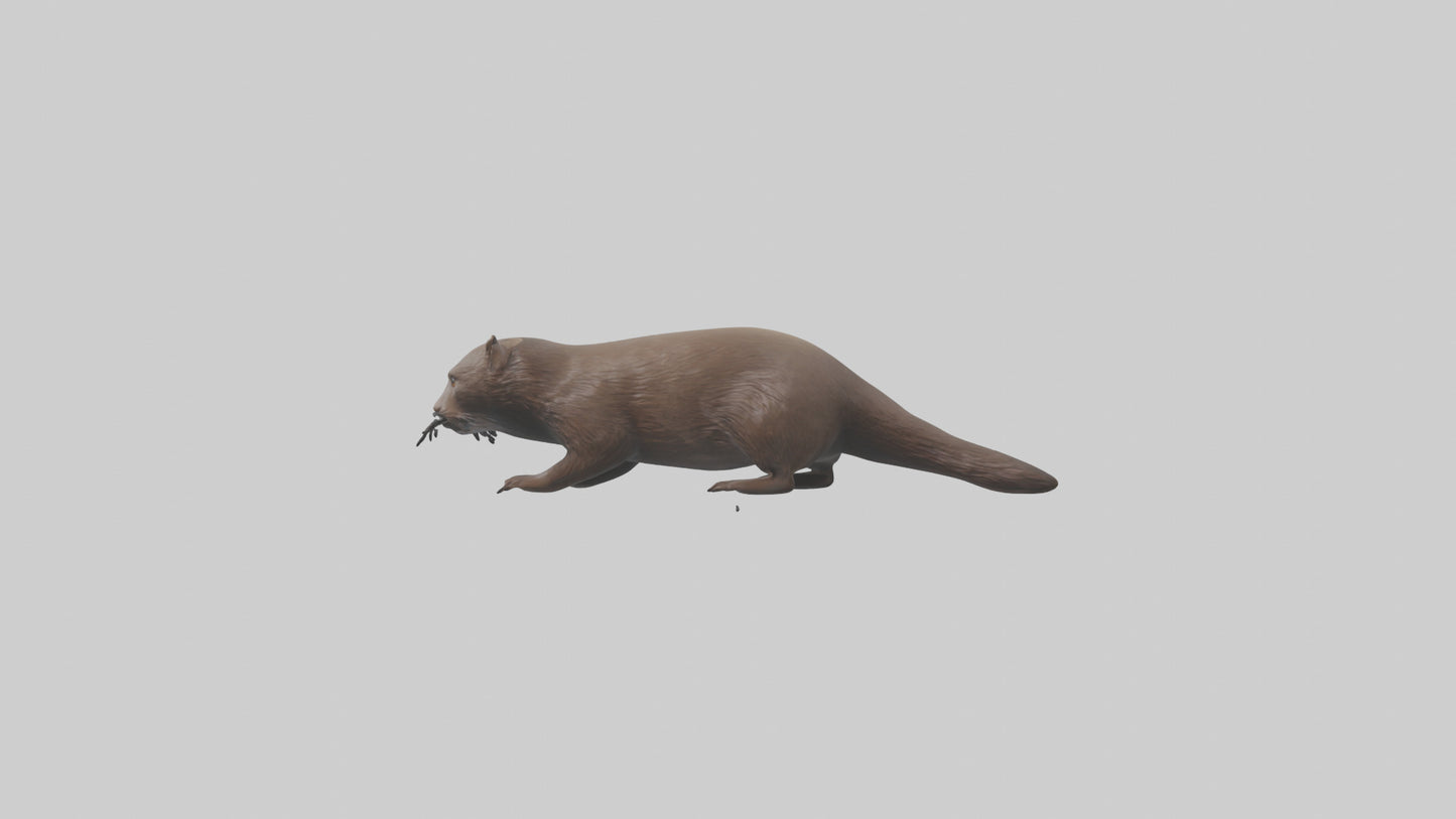 Mink swimming model 3D model