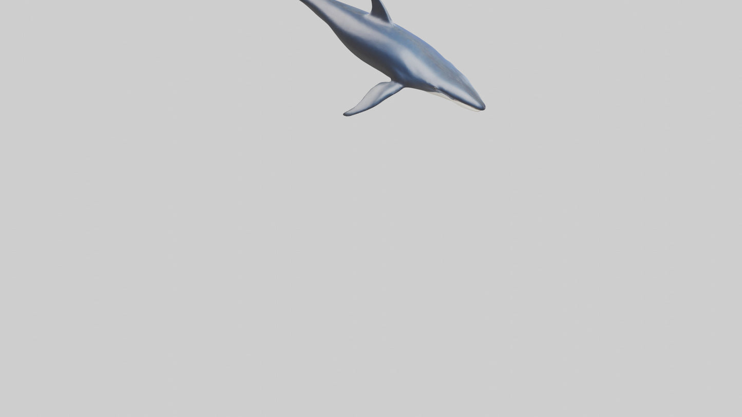 Minke Whale statue model 3D model