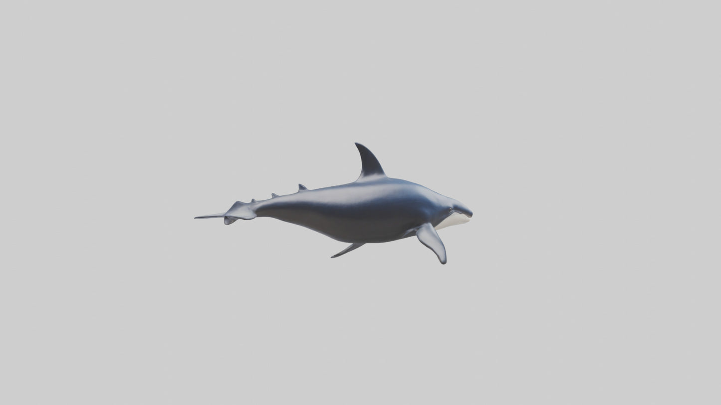 Minke Whale statue model 3D model