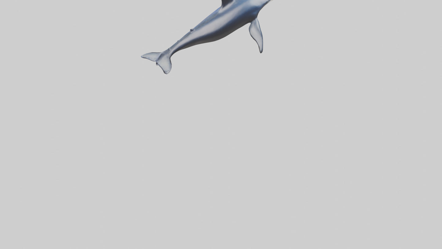 Minke Whale statue model 3D model