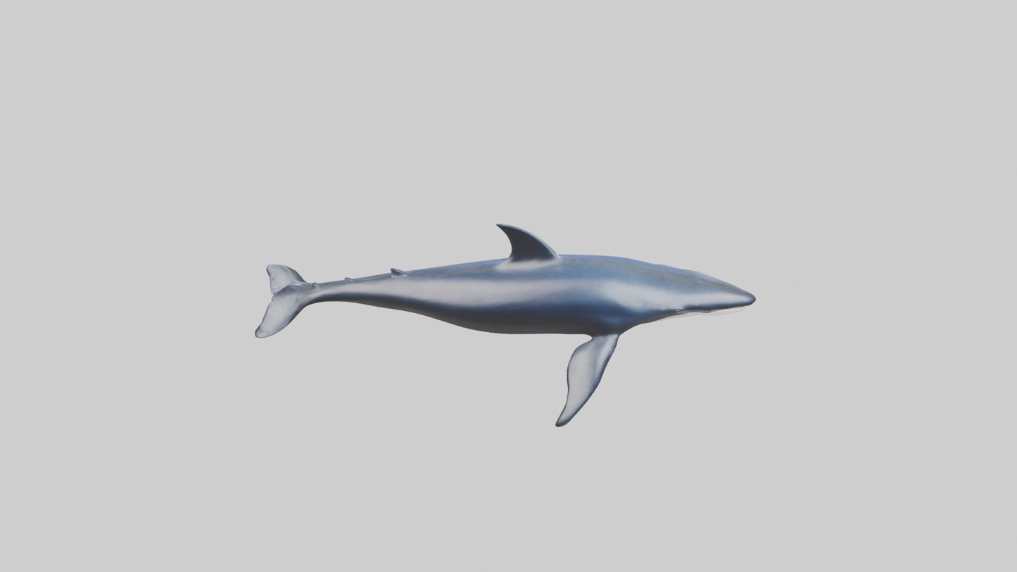 Minke Whale statue model 3D model