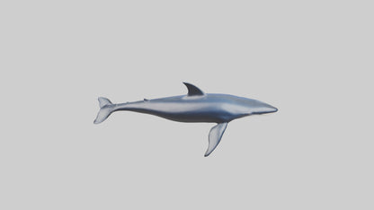 Minke Whale statue model 3D model