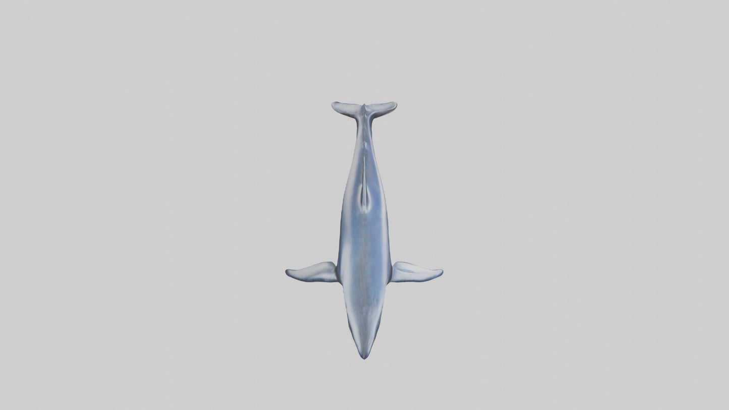 Minke Whale statue model 3D model