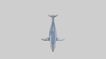 Minke Whale statue model 3D model