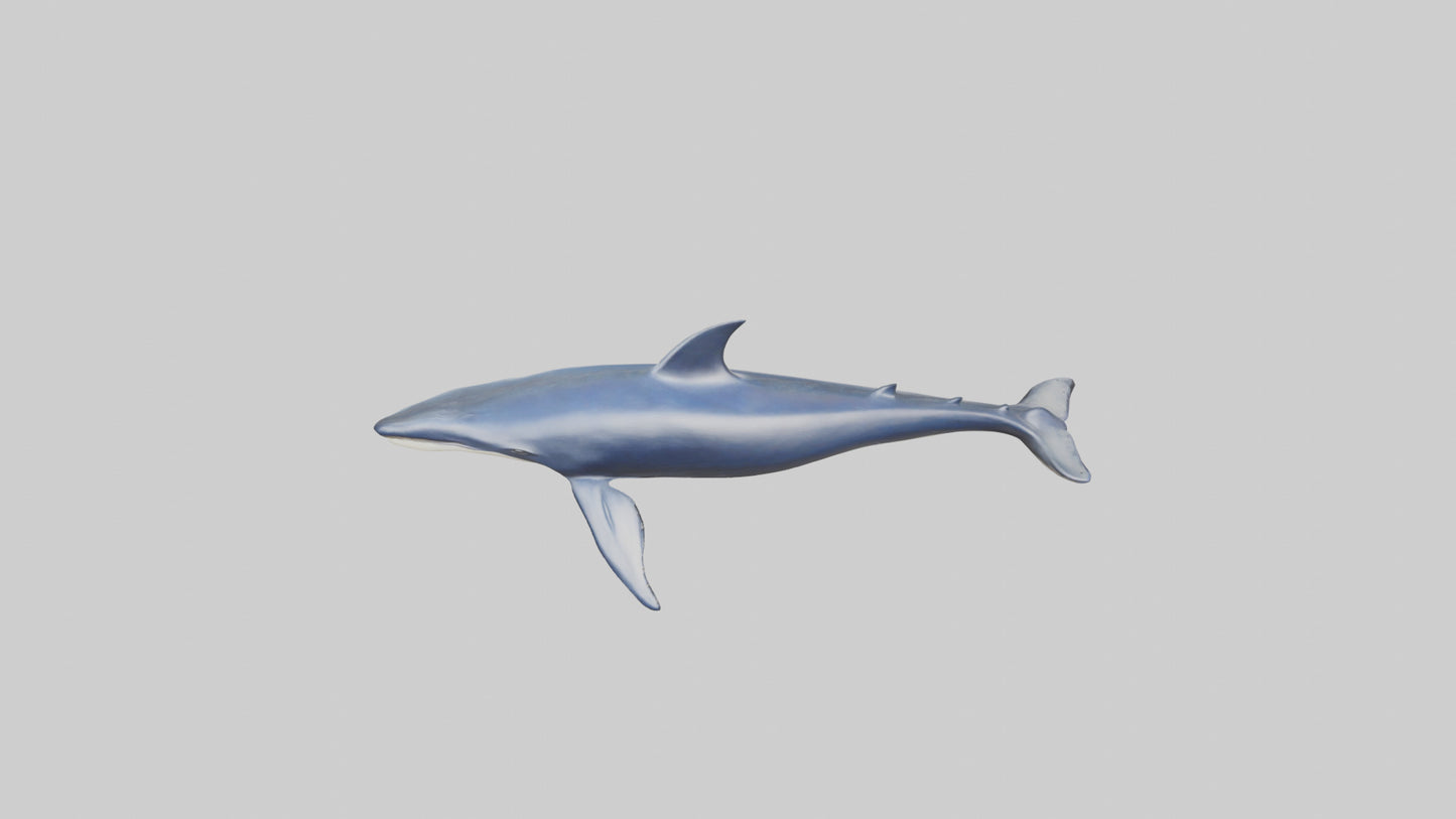 Minke Whale statue model 3D model