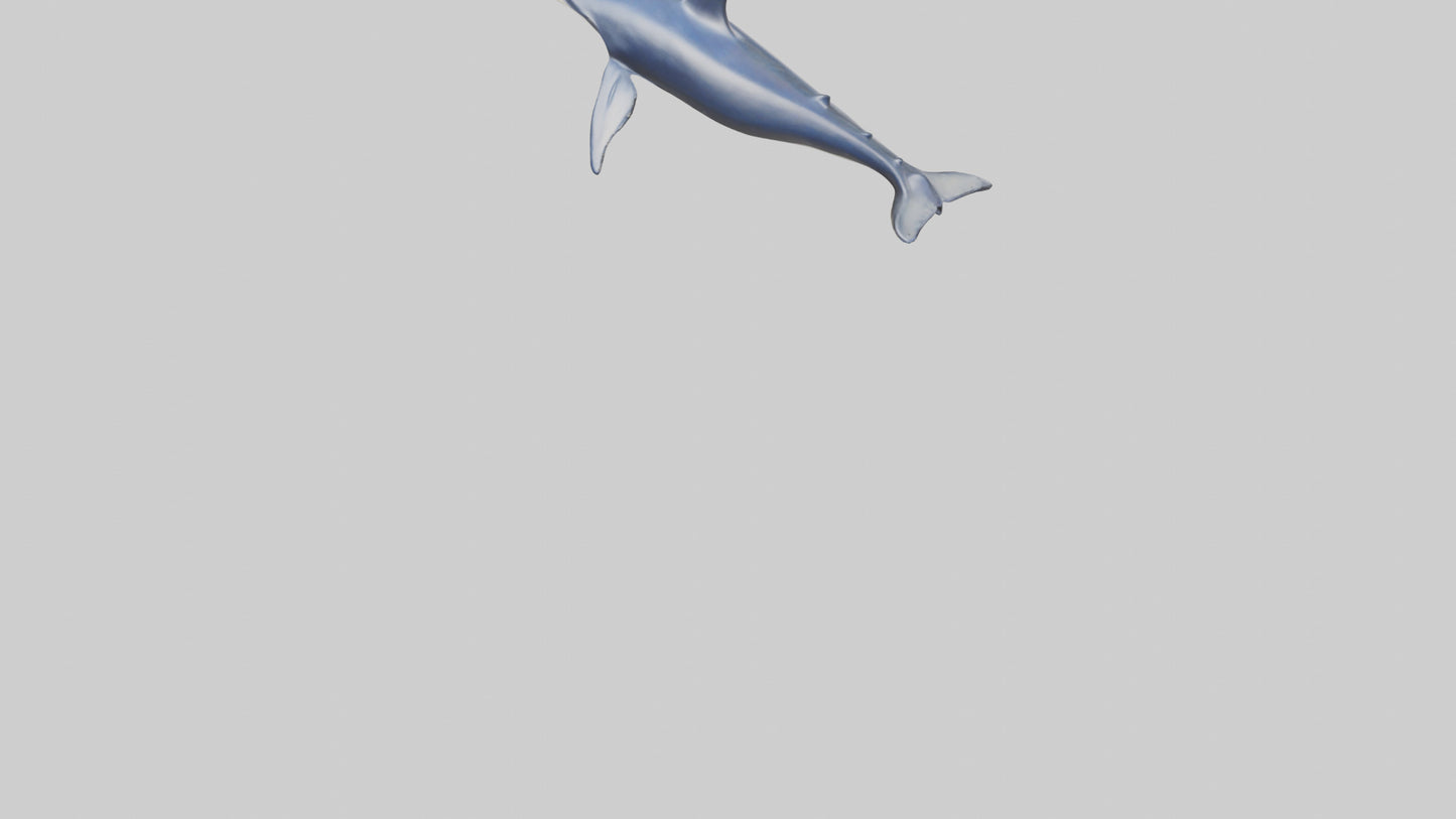 Minke Whale statue model 3D model