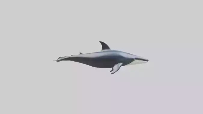 Minke Whale statue model 3D model