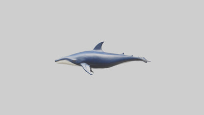 Minke Whale statue model 3D model