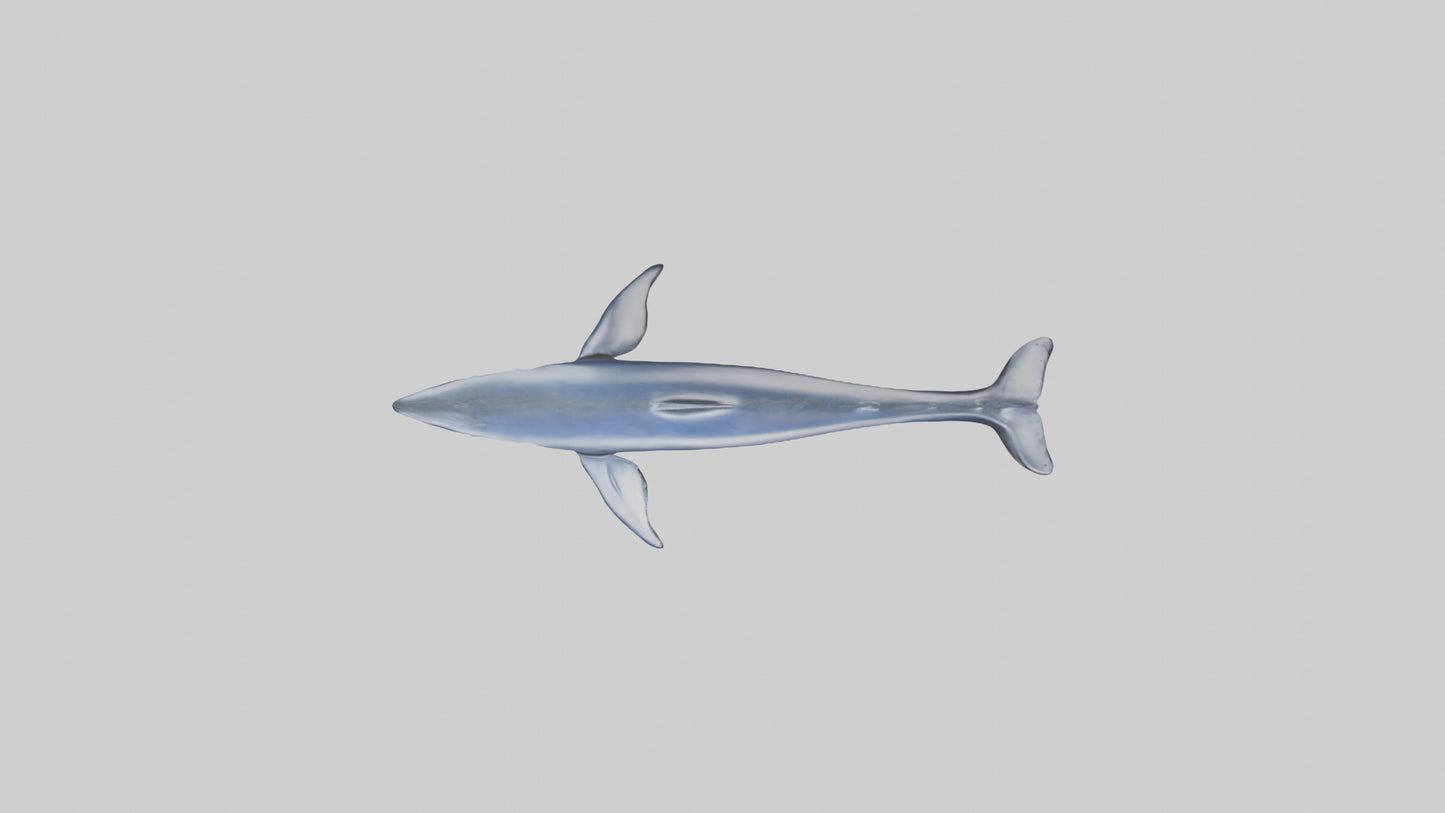 Minke Whale statue model 3D model