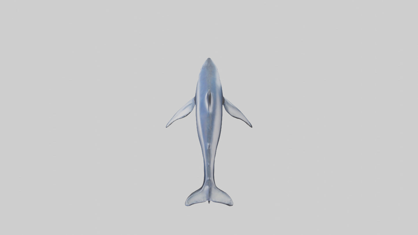 Minke Whale statue model 3D model