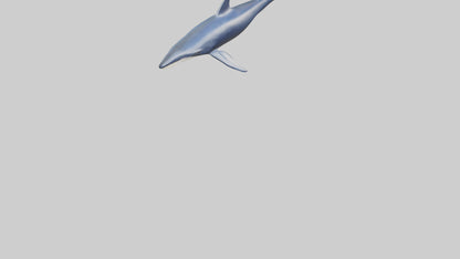 Minke Whale statue model 3D model