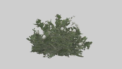3D model Mistletoe Model VR / AR / low-poly
