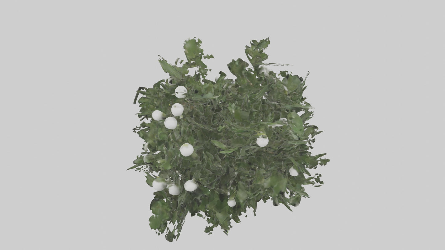 3D model Mistletoe Model VR / AR / low-poly