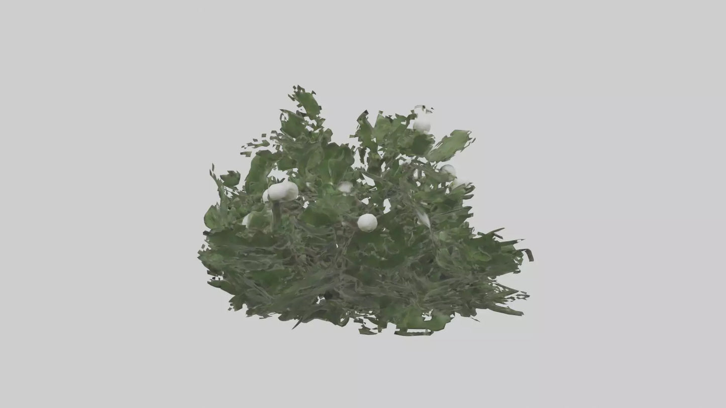 3D model Mistletoe Model VR / AR / low-poly