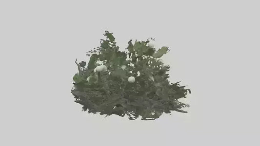 3D model Mistletoe Model VR / AR / low-poly