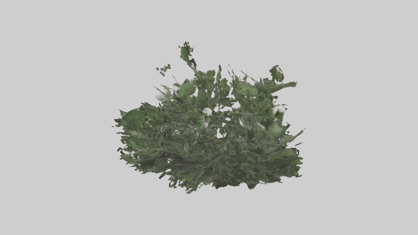 3D model Mistletoe Model VR / AR / low-poly