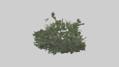 3D model Mistletoe Model VR / AR / low-poly
