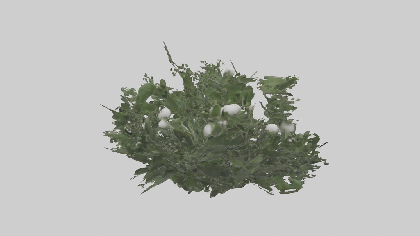 3D model Mistletoe Model VR / AR / low-poly